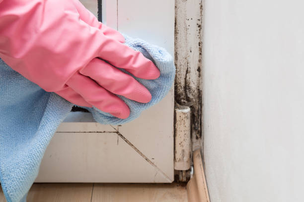 Best Bathroom Mold Remediation in Ramseur, NC